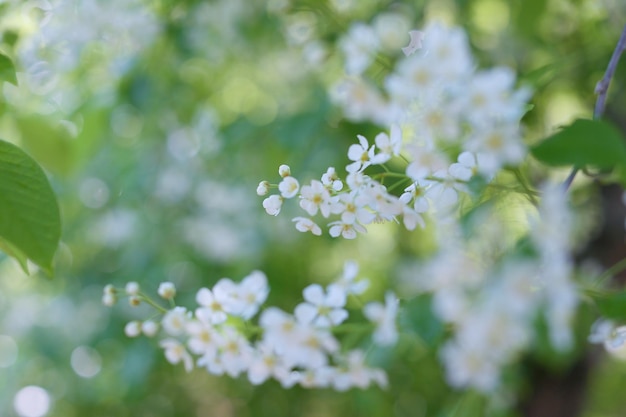 photo branches and cherry blossoms for wallpaper and designers