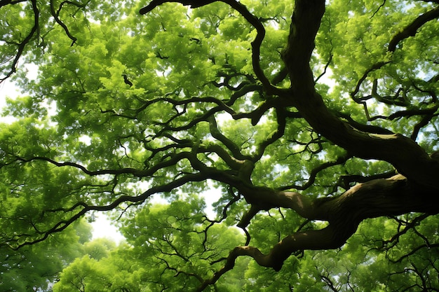 Photo of branches reaching towards the sky oak tree