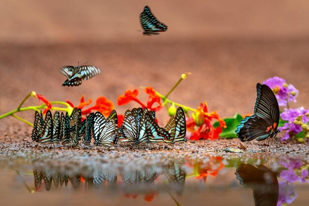 Photo photo of butterflies on brown soil photo