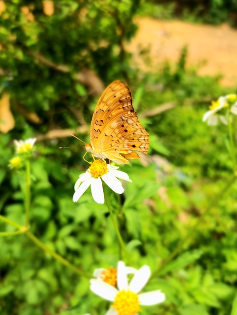 花の上に蝶がいる写真