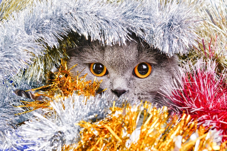 Фотография фото красивой шотландской кошечки в цветной мишуре.