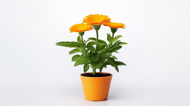 Photo of Calendula flower in pot isolated on white background