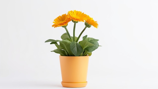 Photo of Calendula flower in pot isolated on white background