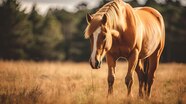 Premium AI Image A Photo Of A Caramel Colored Horse Grazing In A 