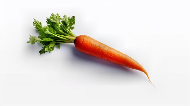 фотография моркови