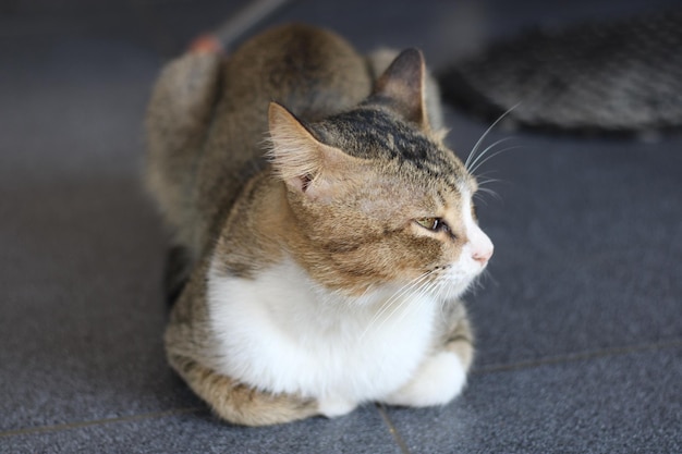 편안하게 쉬고 있는 고양이 사진