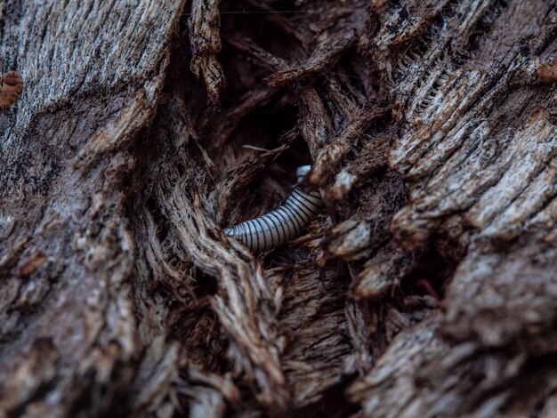 Photo of centipede in cracked tree bark