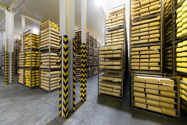 Photo of a cheese factory in Switzerland Typical italian cheese Parmigiano Reggiano Thousands of forms of Parmigiano Reggiano in the largest Parmesan cheese storage forms of cheese ripening