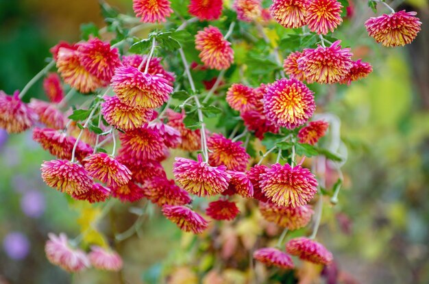 A photo of chrysanthemum flowers in an autumn garden