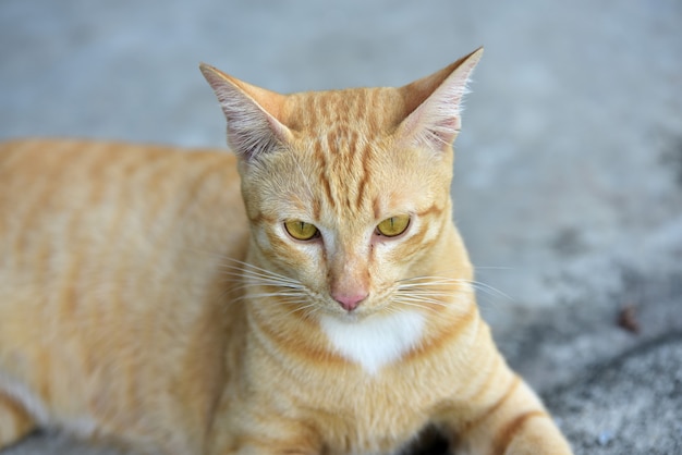 Foto close del gatto marrone carino gatto marrone