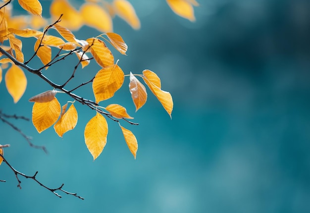 Photo of close up leaves background