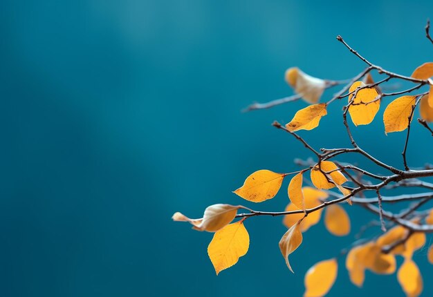 Photo of close up leaves background