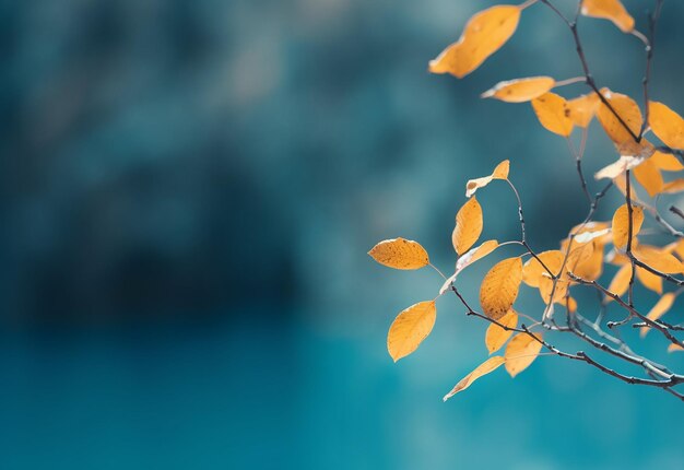 Photo of close up leaves background