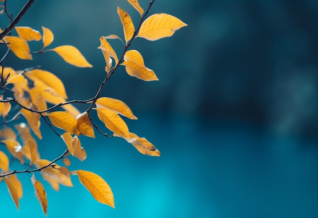 Photo of close up leaves background