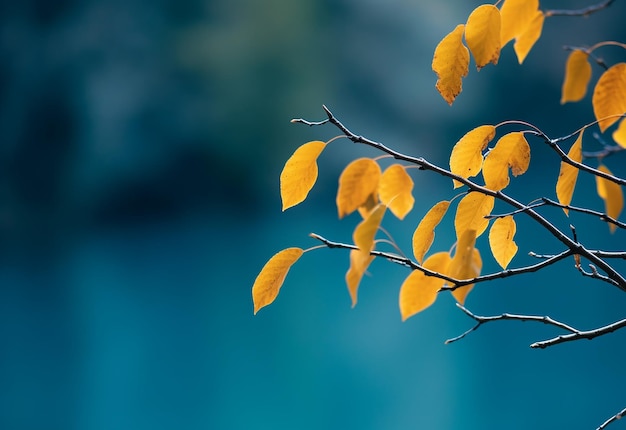 Photo of close up leaves background