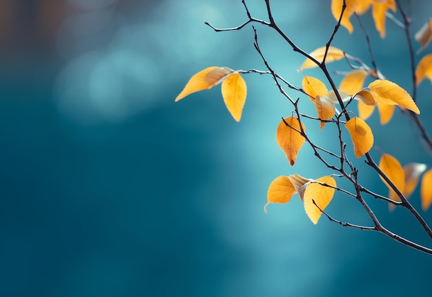 Photo of close up leaves background