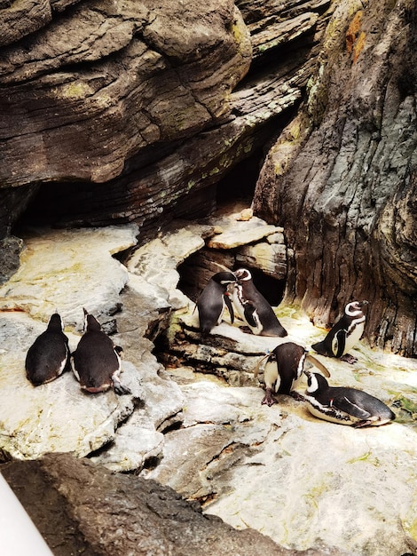 Фото вблизи с выборочной фокусировкой милых пингвинов, гуляющих на мысе Доброй Надежды в Кейптауне