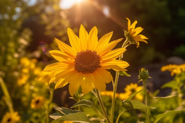 photo closeup shot of a sunflower head with the field of many on the surfacer Summer Concept