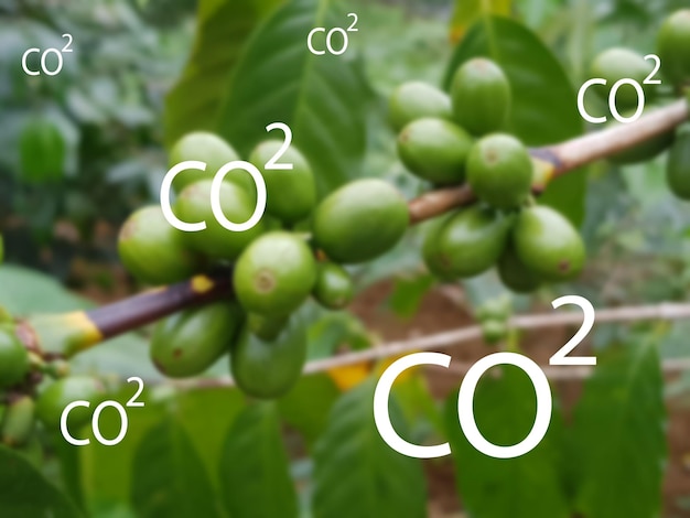 фото СО2 на пышном зеленом кофейном растении