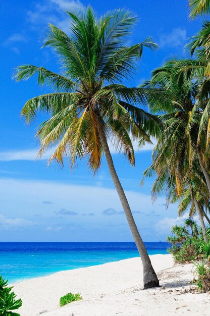 Photo of Coconut Tree On Seashore