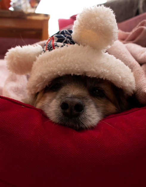 冷たいかわいい犬の写真