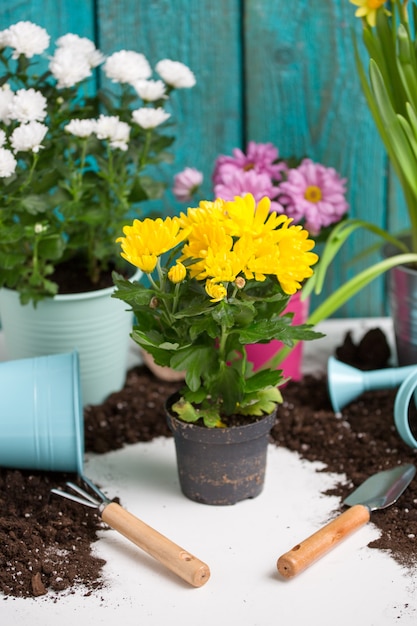 Photo of colorful chrysanthemums in pots near wooden fence