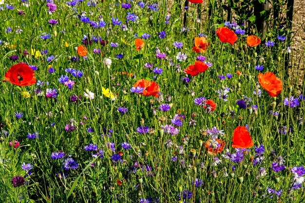 Foto foto di fiori colorati del giardino dei fiori