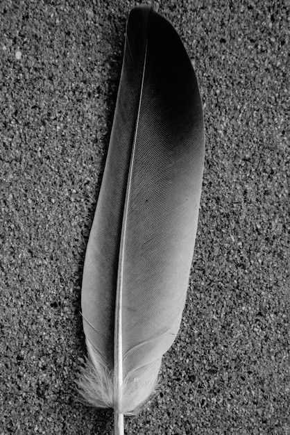 コンクリートの羽毛の写真
