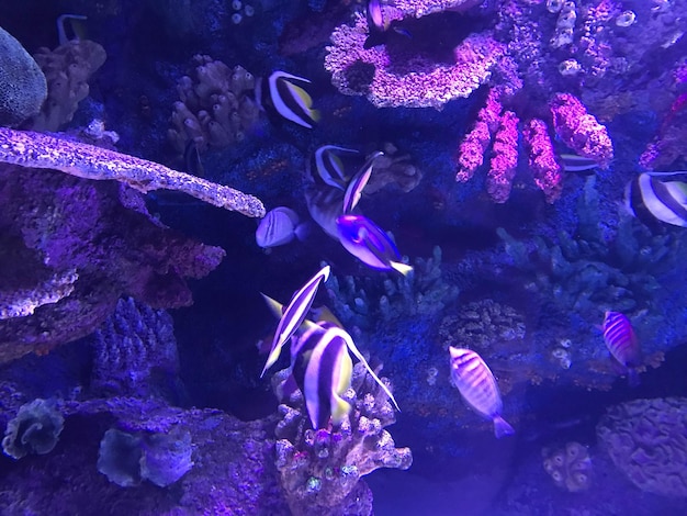 Photo of a coral colony on a reef Egypt