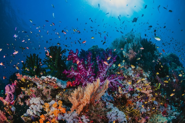 Photo photo of a coral colony on a reef