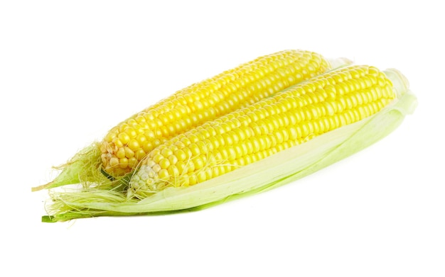 Photo of corn on a white background