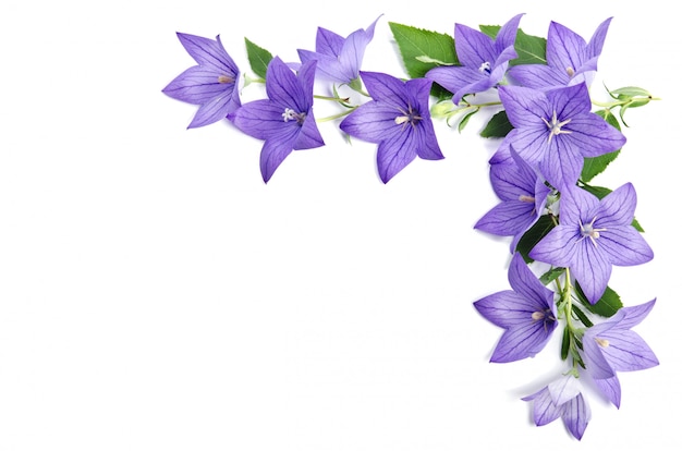 Photo corner made of Bellflowers isolated over white