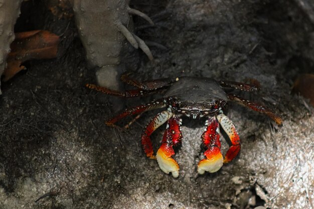 Photo photo of a crab in the mangrove animal life on a beach