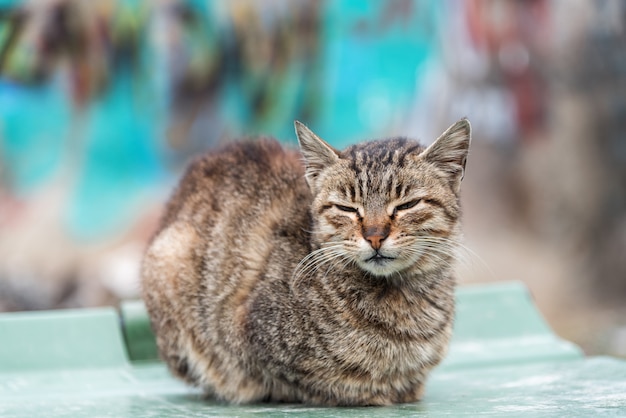 Foto simpatico gatto nel vecchio quartiere di istanbul