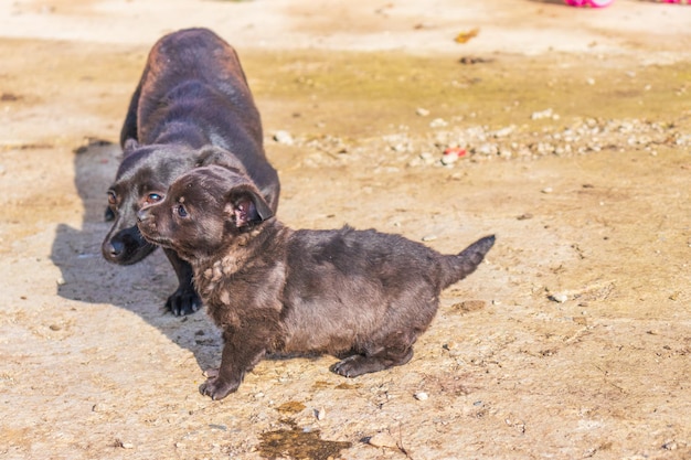 かわいい小さな黒い色の犬種の子犬の写真
