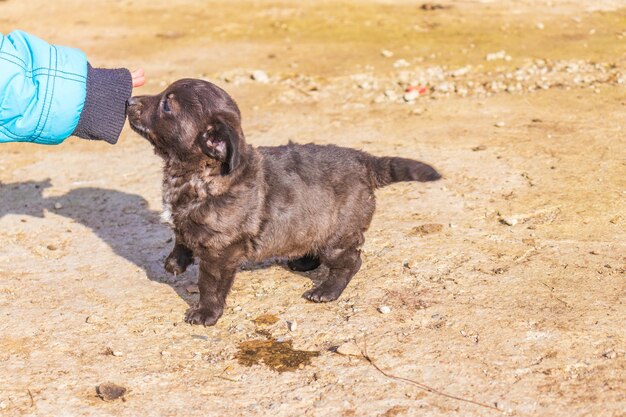 かわいい小さな黒い色の犬種の子犬の写真