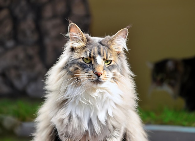 Photo of a cute Norwegian Forest cat generative ai