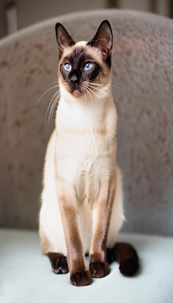 Photo of a cute Siamese Cat generative ai