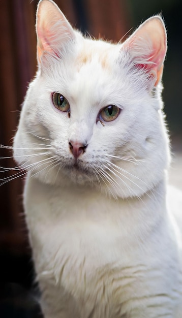 Photo of a cute white cat generative ai