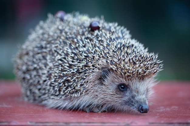 Photo of a cute young hedgehog