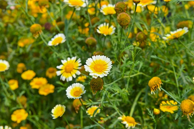 Photo photo of daises growing in the field