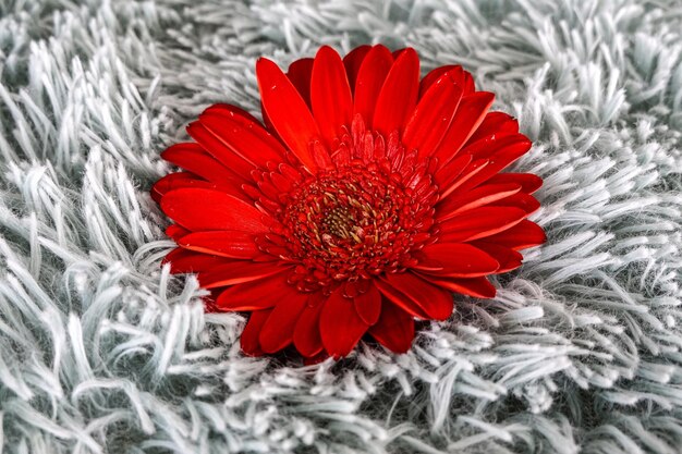 Photo photo of daisies flowers nature