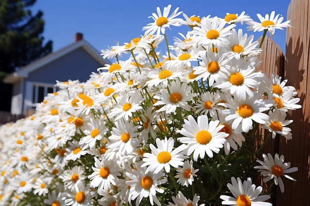 Photo of daisies in a white picket fence garden daisy