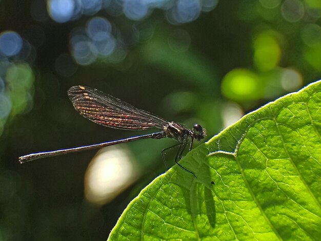 Photo photo of damselfly