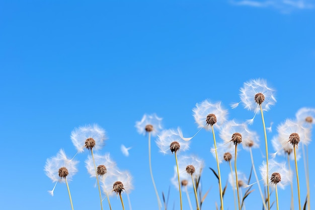 Photo of dandelion seedhead against a blue sky