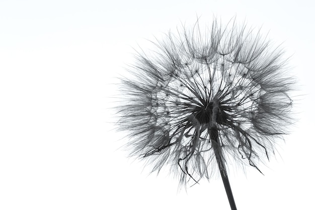 Photo of dandelion silhouette