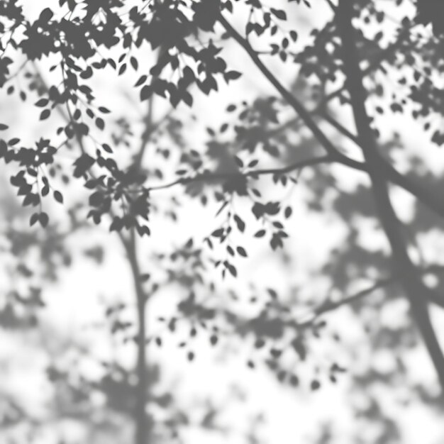 photo of dappled tree branch shadows casting fragmented light gentle swirls merge with solid shape