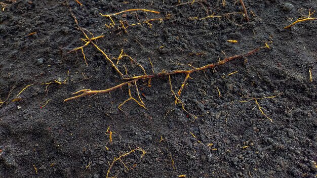 Photo of a dark soil texture with an eerie feel