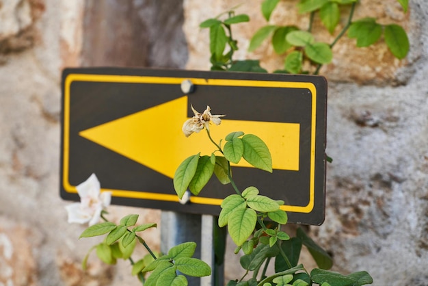 Foto foto del fiore della direzione del giorno foto