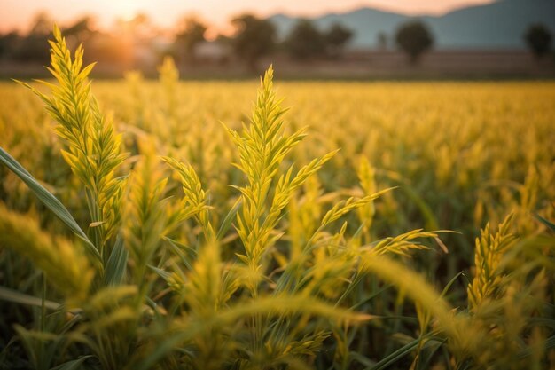 Photo detail of the rice plant at sunset in valencia with the plantation out of focus rice grains